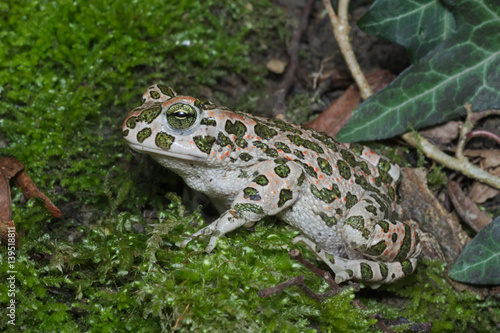 European green toad (Bufotes viridis) wandering on moss in an Italian forest
 photo