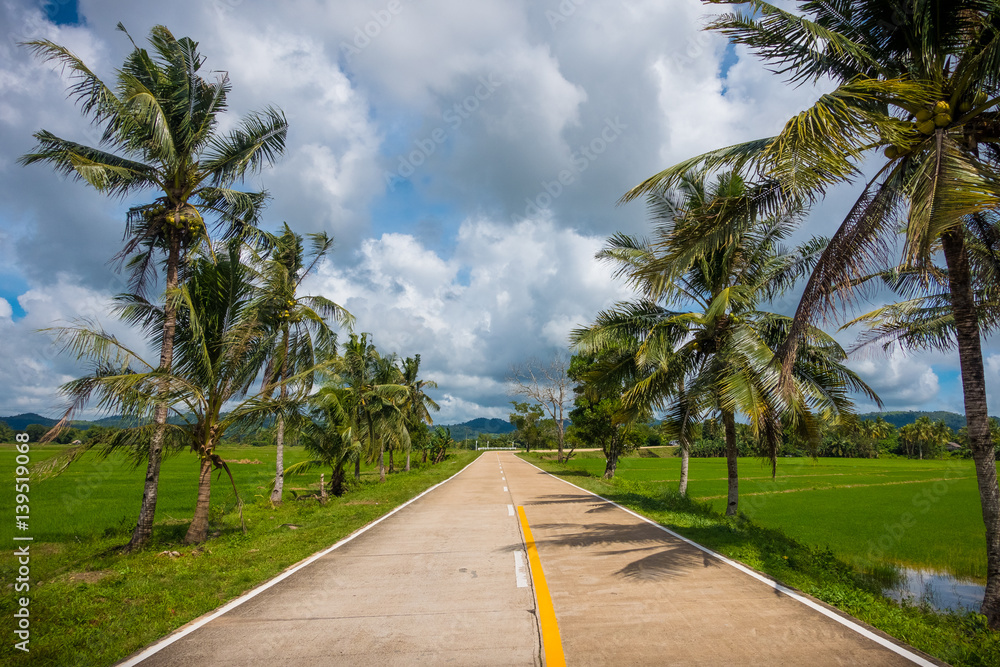 Open road with rice field and coconut trees