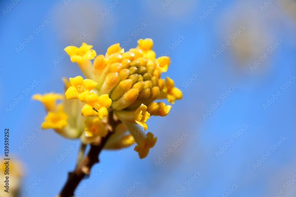 Yellow blossoms of Oriental paperbush (Mitsumata in japanese) in spring Yellow blossoms of Oriental paperbush (Mitsumata in japanese) in spring