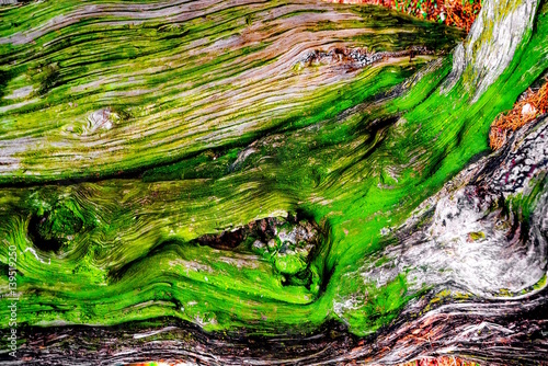 Tree bark close up