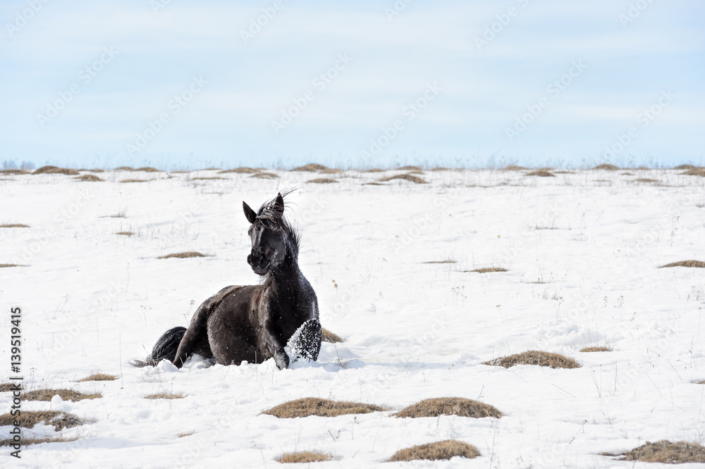 Caucasian Wild horses graze and frolic at the winter Caucasus mountain pasture against a blue sky