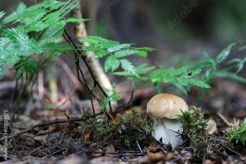 boletus mushroom drop of water