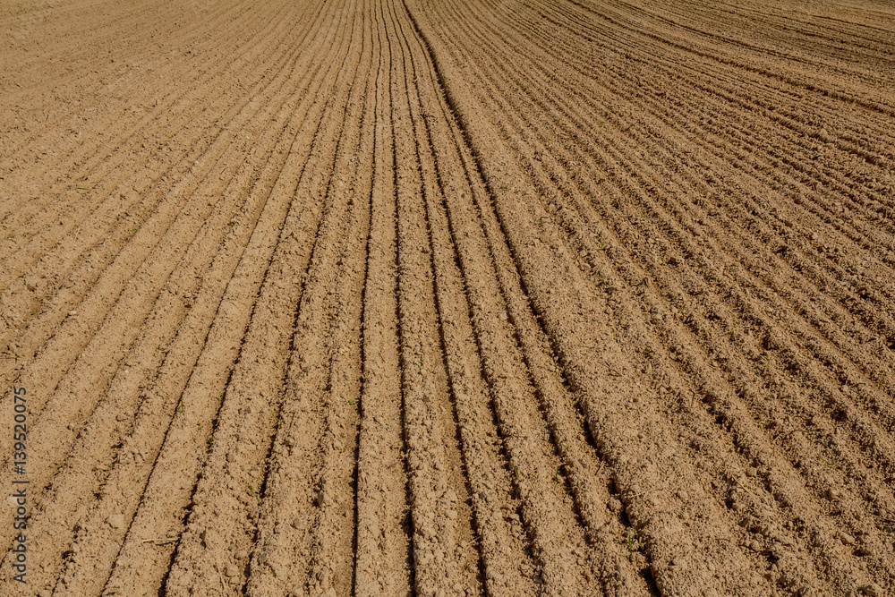 The arable field. Poor sandy and loamy soil of Central
Europe. Produced sowing of grain. A smooth groove The arable field. Poor sandy and loamy soil of Central
Europe. Produced sowing of grain. A smooth groove