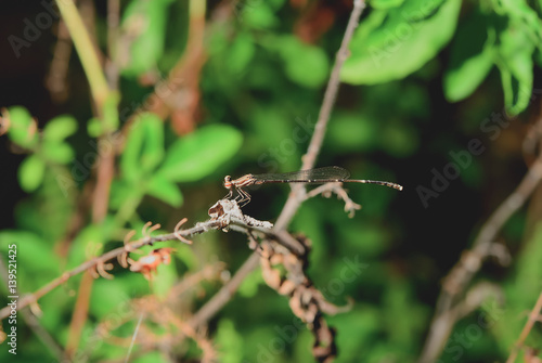dragonfly © saodaeng