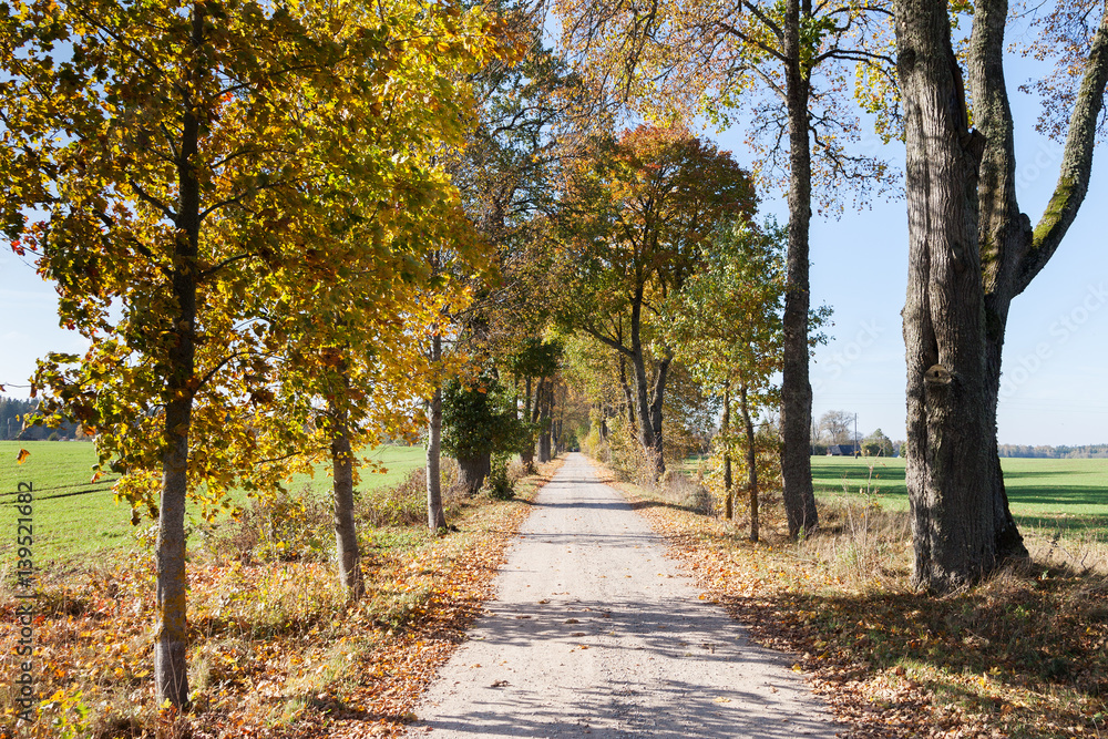 Naklejka premium Autumn time in latvian countryside.
