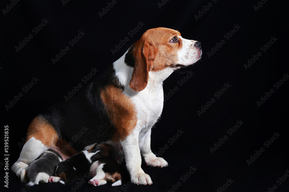 beagle dog feeding her puppies