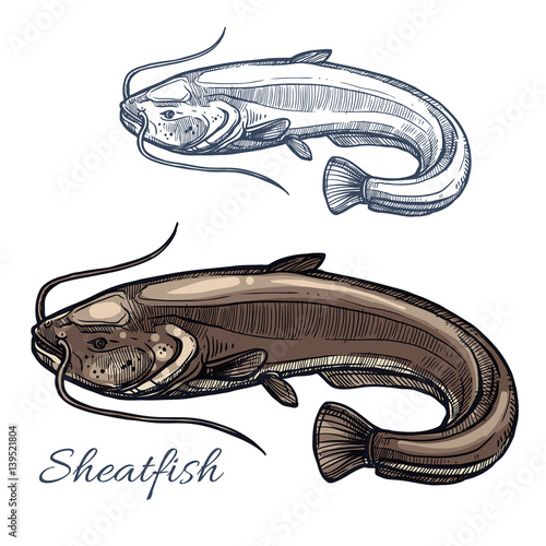 Sheatfish or catfish sketch for food design