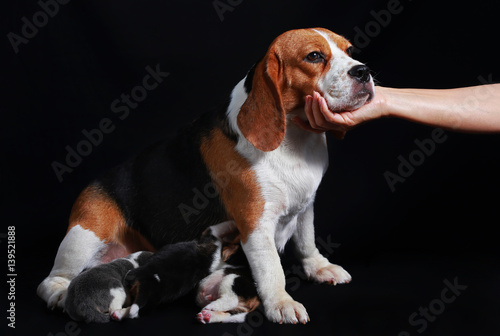 Cuadro en lienzo beagle dog feeding her puppies