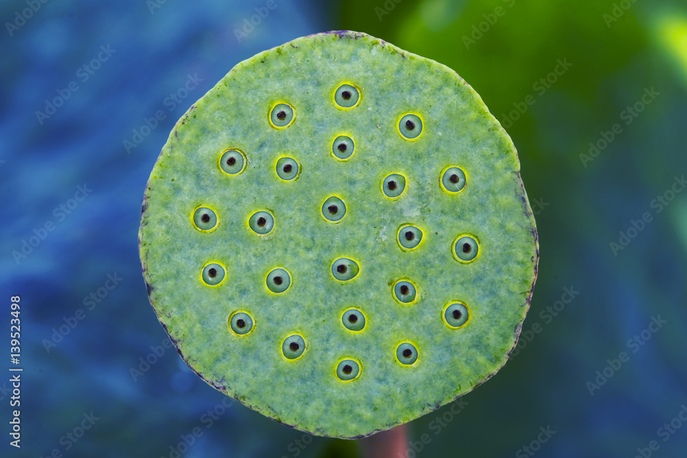 lotus seeds lotus seeds