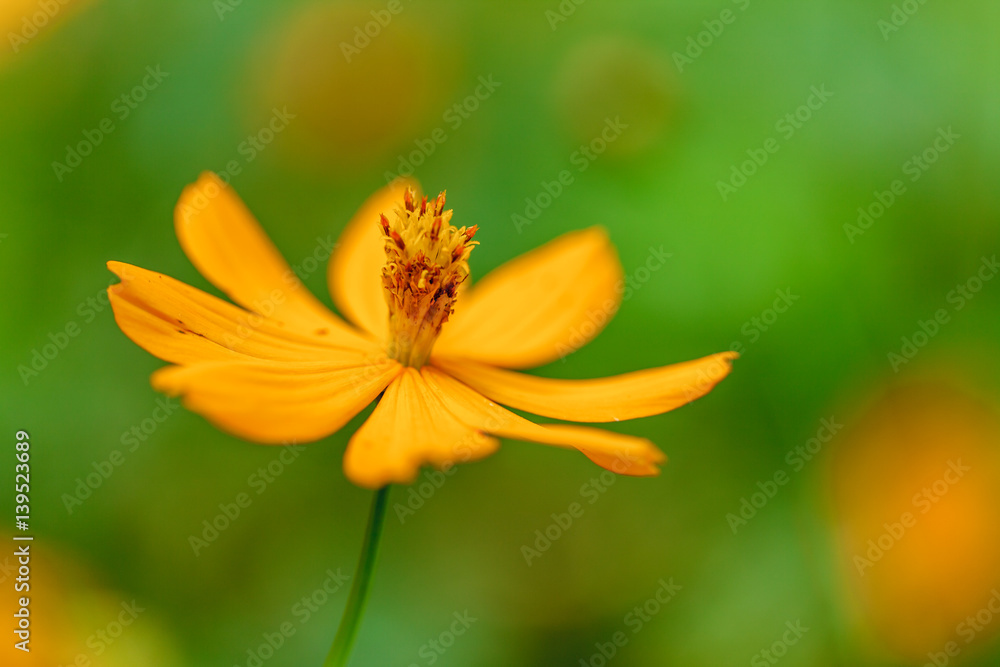 Closeup of yellow flower.
