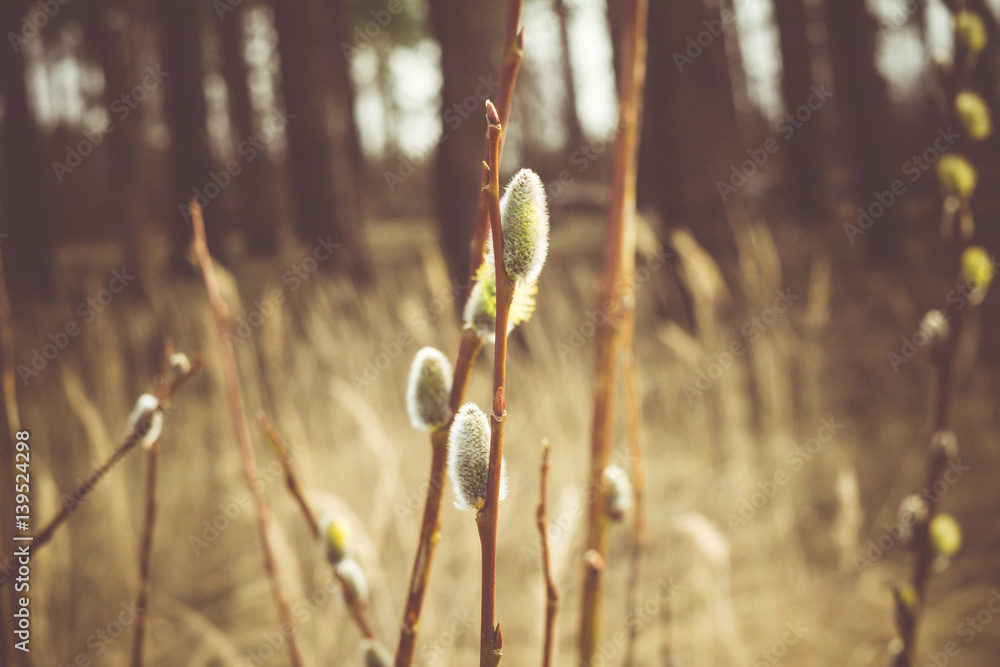 Naklejka premium Spring Pussy Willow