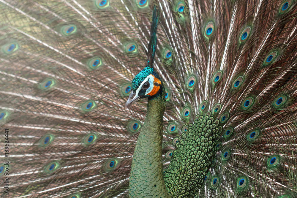 Obraz premium Peacock,Green peafowl, Pavo muticus (Pavo cristatus) 