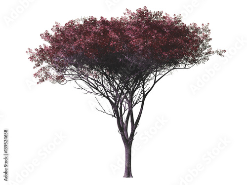 Red tree isolated on white background, 3 d render