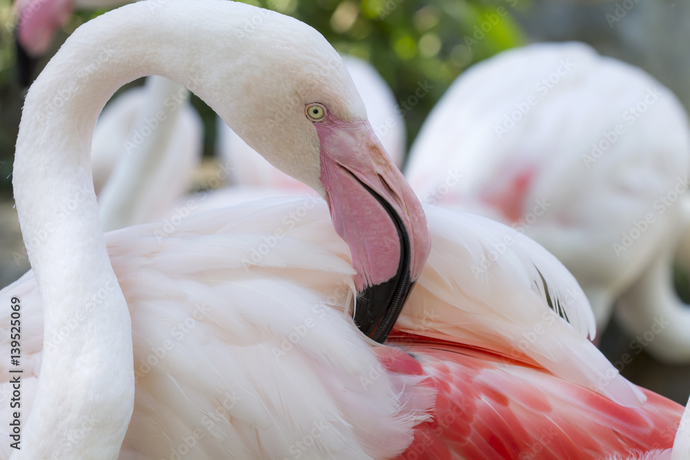 Naklejka premium Greater flamingo (Phoenicopterus ruber)