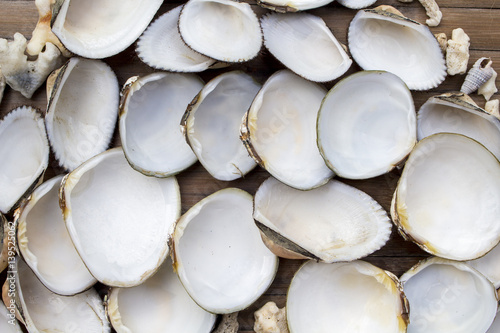 Sea shells on wooden background. Bivalvia shells open with mother of pearl.