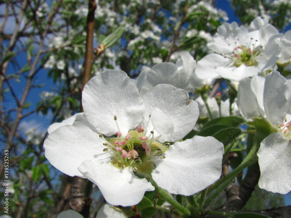 Close up pear blossoms against the blue sky under sunlights. Close up pear blossoms against the blue sky under sunlights.