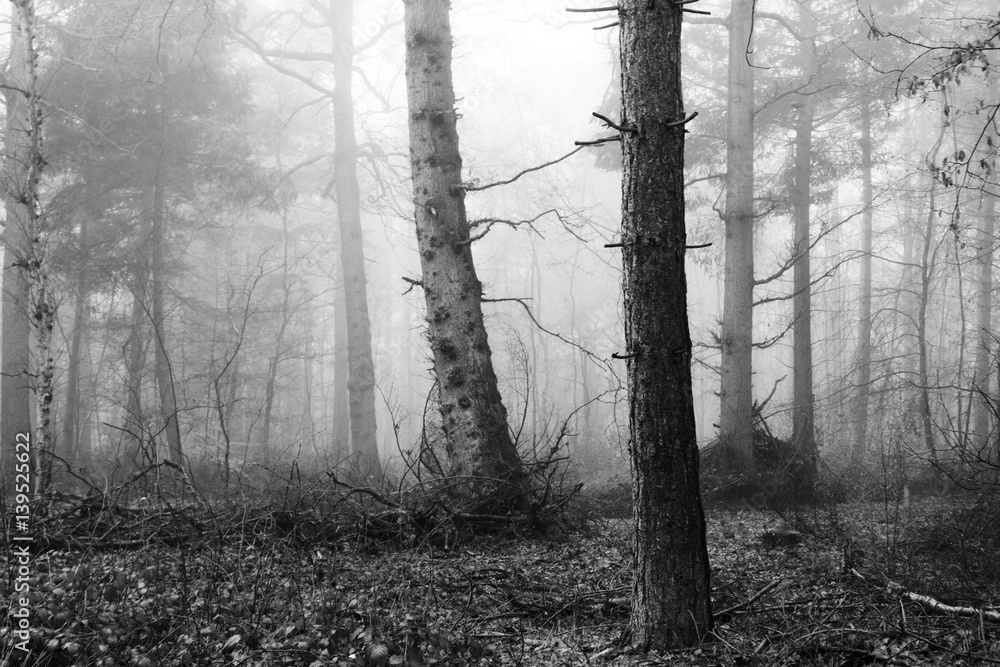 Naklejka premium English woodland on a foggy misty morning