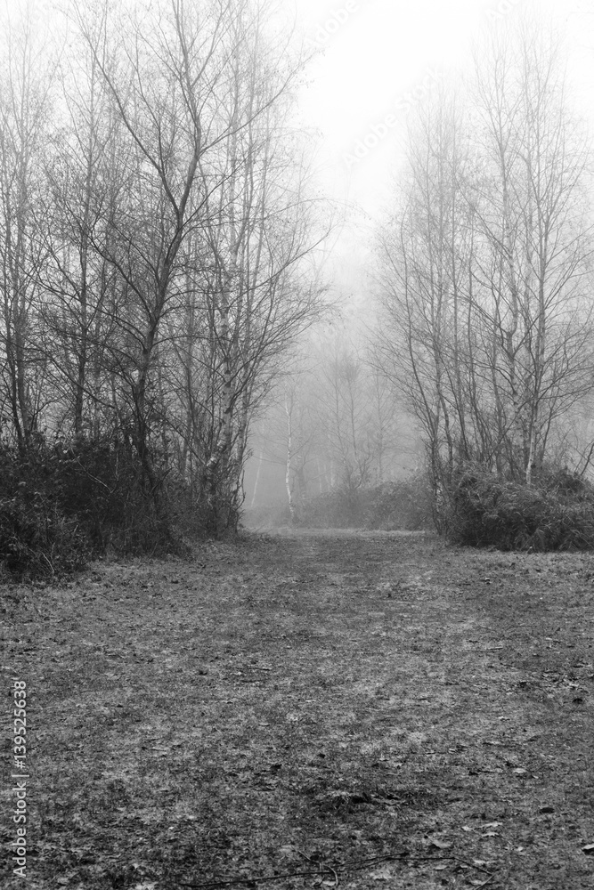 Fototapeta premium English woodland on a foggy misty morning