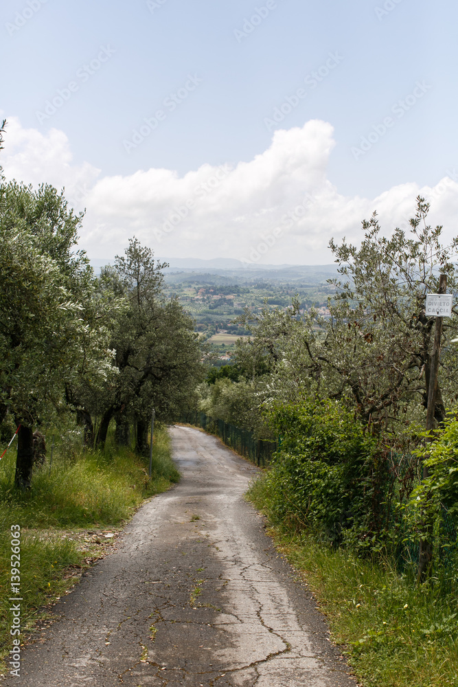 Hillside tree lined road in Tuscan countryside. Hillside tree lined road in Tuscan countryside.