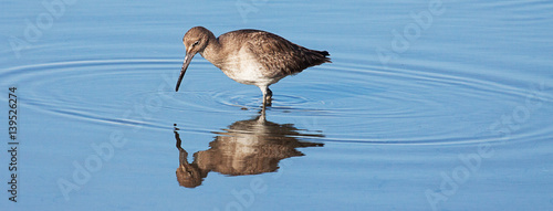Φωτογραφία Willet (Tringa semipalmata) bird in water with reflection