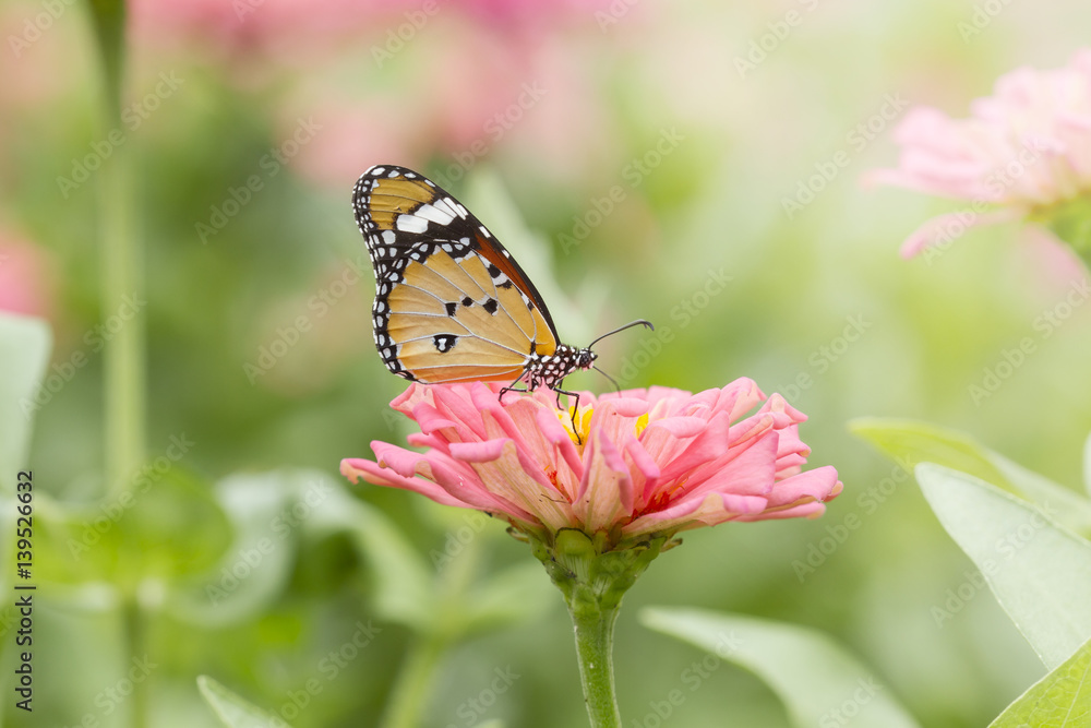Butterfly on Flowers,Plain Tiger (Danaus chrysippus) Butterfly on Flowers,Plain Tiger (Danaus chrysippus)