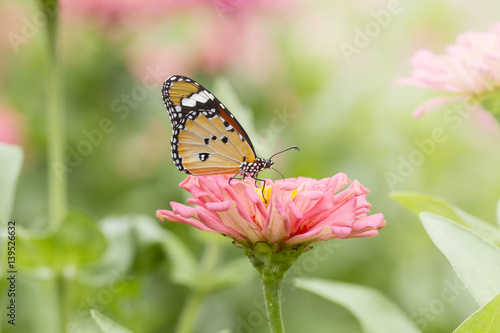 Butterfly on Flowers Plain Tiger  Danaus chrysippus 