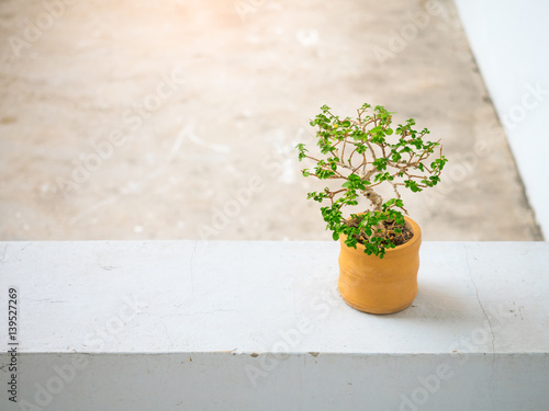 Little plant in orange earthenware pot on concrete floor