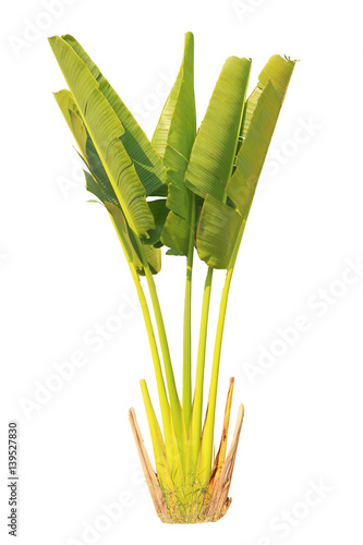 banana tree on isolate and white background