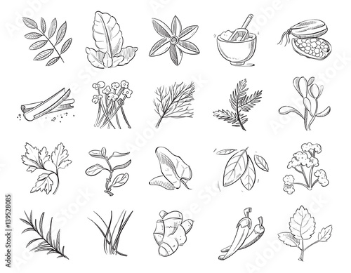 Vintage hand drawn herbs and spices, sketch drawing plants vector collection