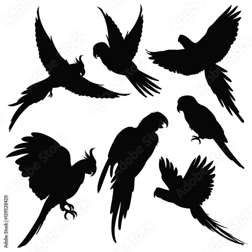 Vector parrots, amazon jungle birds silhouettes isolated on white