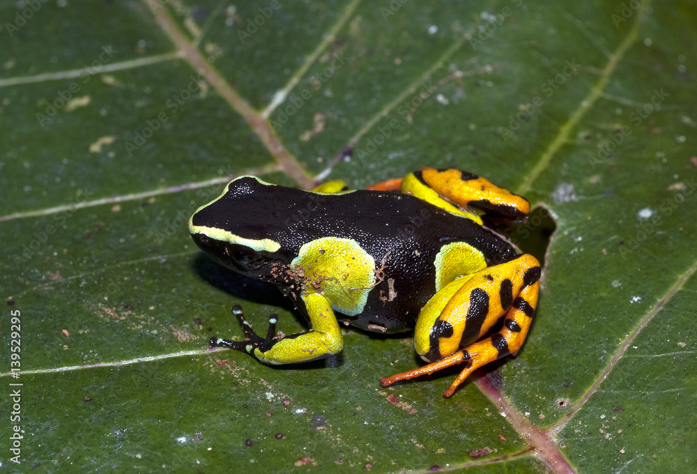 Fototapeta premium Mantella de Madagascar, Mantella madagascariensis, Painted mantella, Madagascar