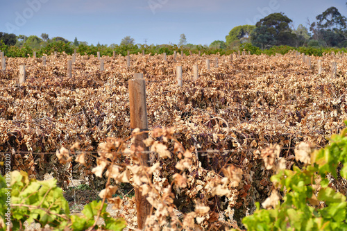 Dead sultana and grape vines in vineyard. Filmed Mildura, Victoria. 