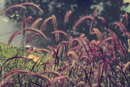 flowering grass purple photo