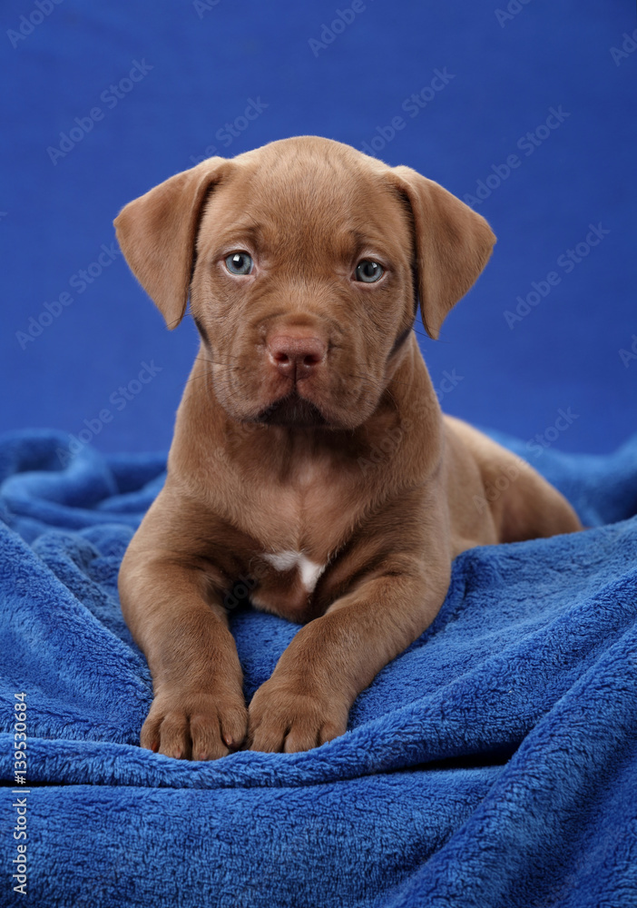 Cute brown puppy American Pit Bull Terrier on a blue background ...