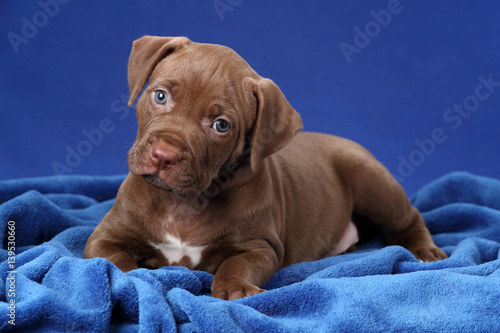 Принти на полотні Cute brown puppy American Pit Bull Terrier on a blue background