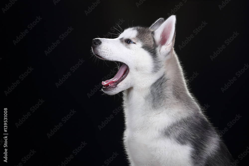 Fototapeta premium Cute Puppy Siberian husky on a black background