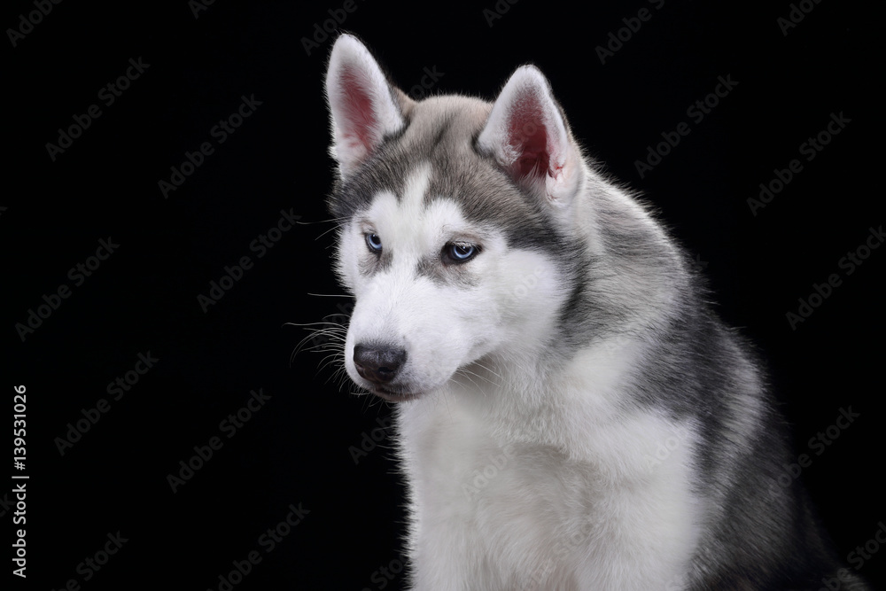 Cute Puppy Siberian husky on a black background Cute Puppy Siberian husky on a black background