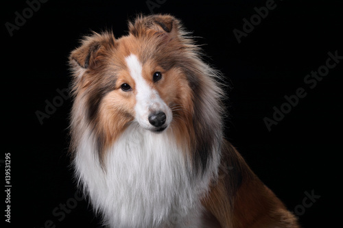 Beautiful Sheltie dog breed, portrait