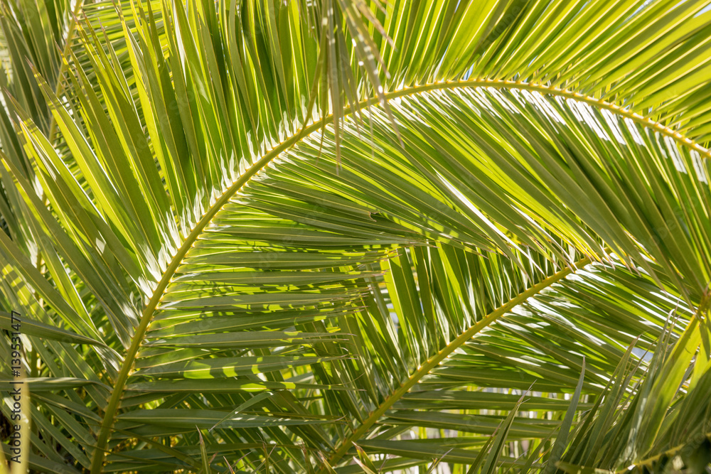 Close up of palm tree leaves - nature and background concept Close up of palm tree leaves - nature and background concept