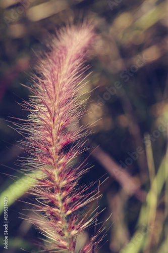 flowering grass purple