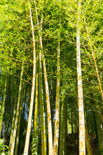 Bamboo grove patterns