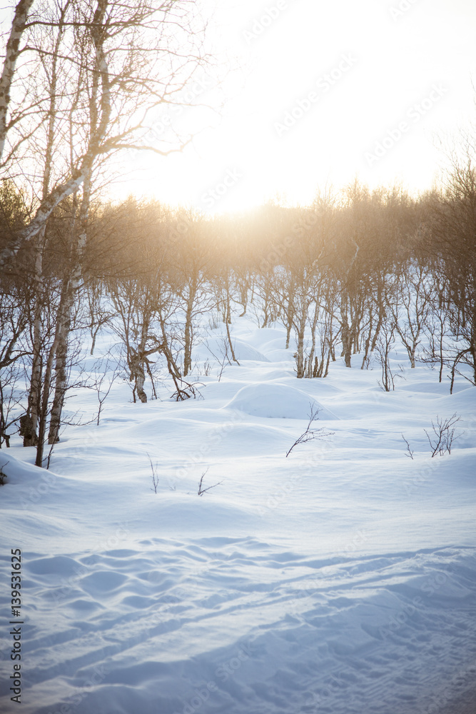 Obraz premium Norwegian forest landscape in winter with a bumpy snowdrifts
