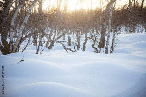 Norwegian forest landscape in winter with a bumpy snowdrifts