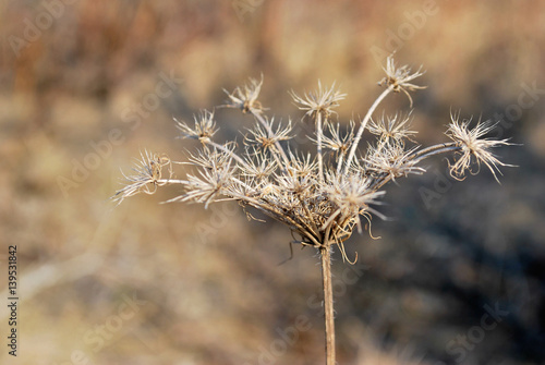 Dry plant