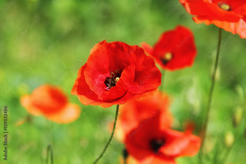 blooming poppies