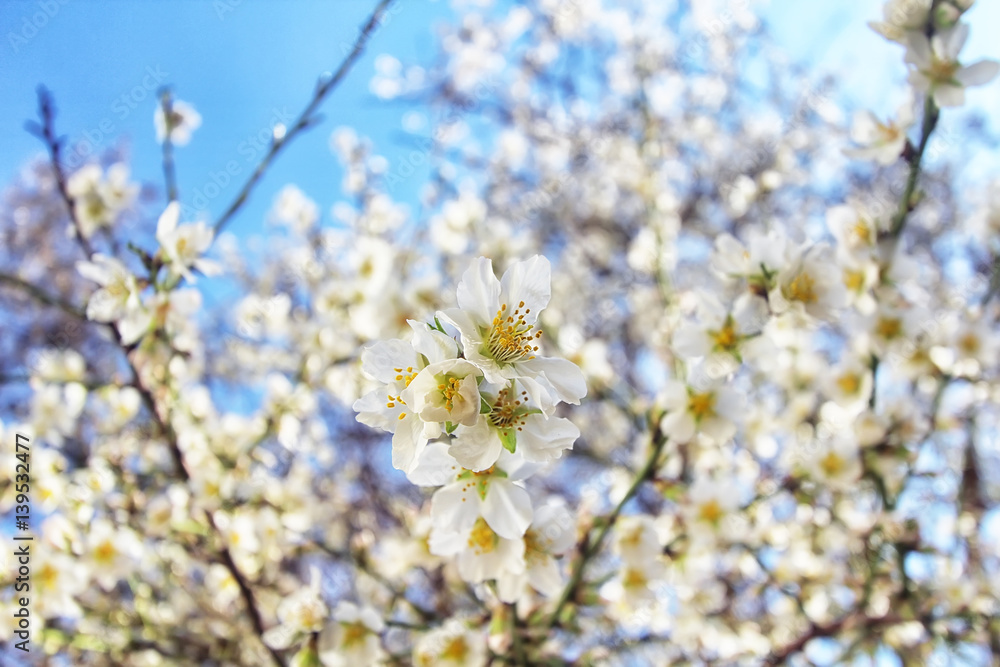 Spring blossoms, flowers. nature background