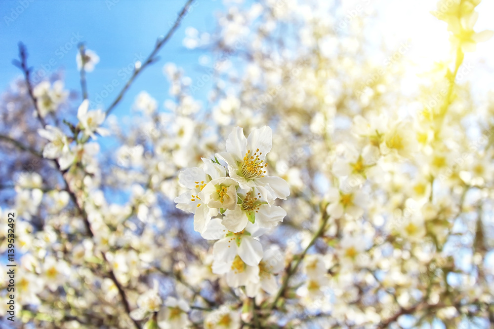 Spring blossoms, flowers. nature background Spring blossoms, flowers. nature background