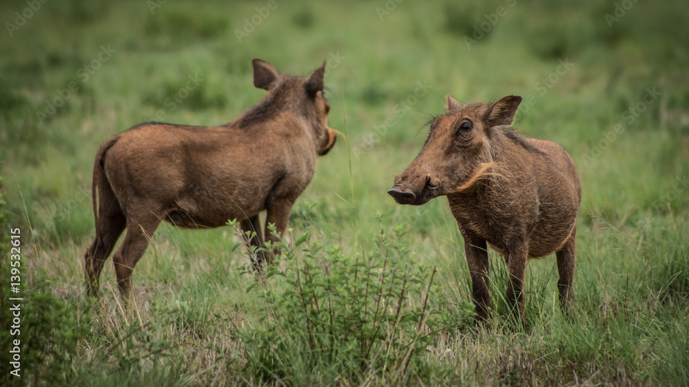 Warthogs