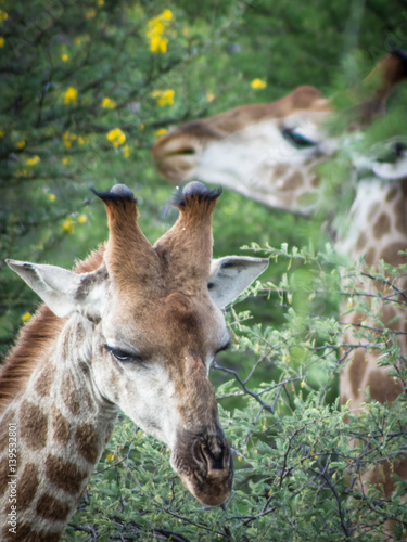 Photography Giraffes