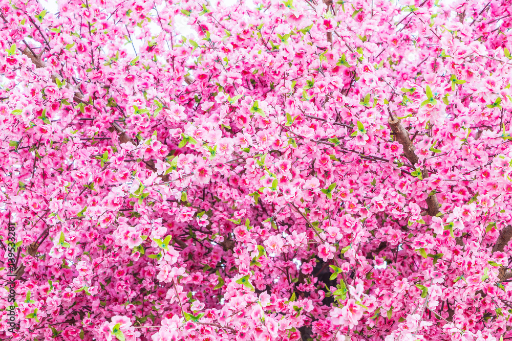 Cherry Pink spring blossom background